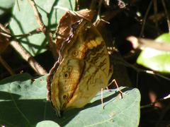 Junonia elgiva