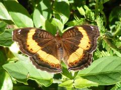Junonia elgiva