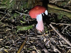 Russula peckii