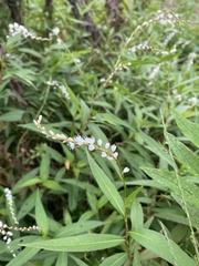 Persicaria japonica