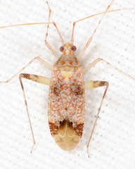 Phytocoris depictus