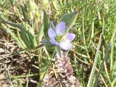 Spergularia macrotheca