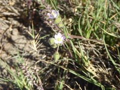 Spergularia macrotheca