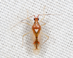 Hyaliodes