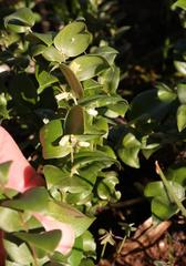 Asparagus multituberosus