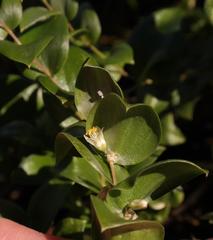 Asparagus multituberosus