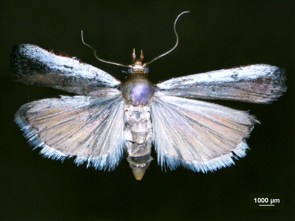 Nephopterix divisella