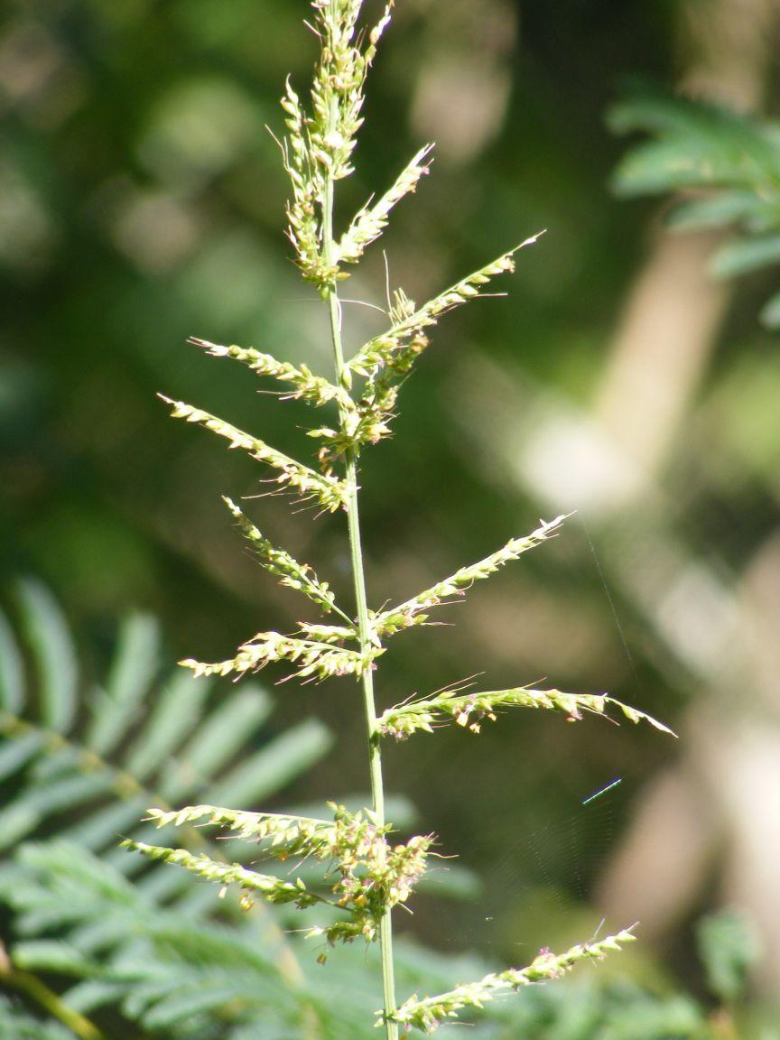 (c) Andrew Deacon, aucun droit réservé (CC0) https://www.inaturalist.org/observations/11250263