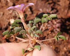 Oxalis callosa