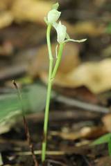 Cymbidium