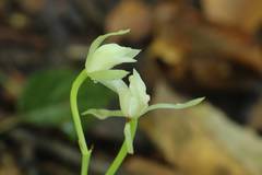 Cymbidium
