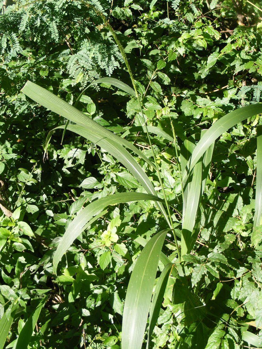 (c) Andrew Deacon, aucun droit réservé (CC0) https://www.inaturalist.org/observations/11250263