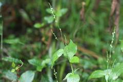 Persicaria posumbu