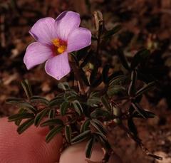 Oxalis callosa
