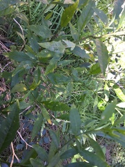 Prostanthera lasianthos