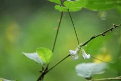 Amphicarpaea edgeworthii