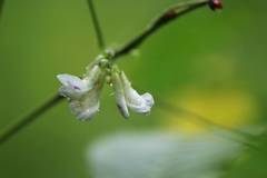 Amphicarpaea edgeworthii