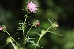 Cirsium nipponicum incomptum