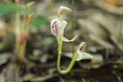 Cymbidium macrorhizon