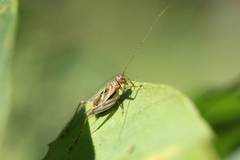 Svistella bifasciata