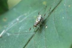 Svistella bifasciata