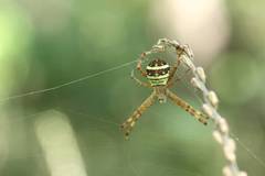 Argiope minuta