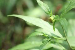 Carpesium divaricatum