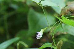 Amphicarpaea edgeworthii