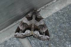 Chrysorithrum amatum