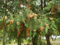 Thuja