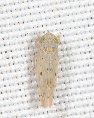 Atanus perspicillatus