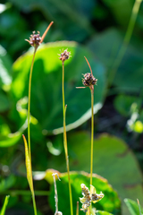 Luzula multiflora sibirica