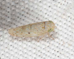 Atanus perspicillatus