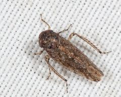 Paraphlepsius irroratus