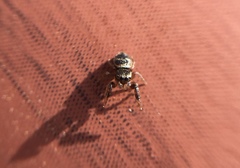 Harmochirus brachiatus