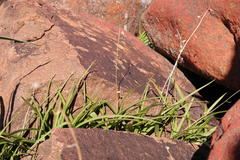 Cyanella aquatica