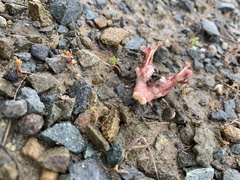 Thomomyini