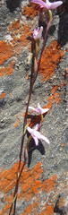 Disa inflexa