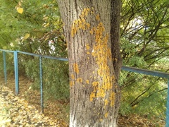 Xanthoria parietina