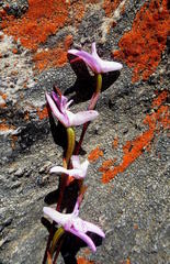 Disa inflexa