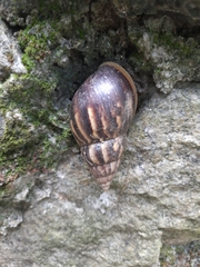 Lissachatina fulica