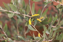 Acacia cowleana