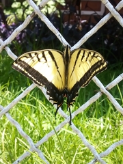 Papilio multicaudata