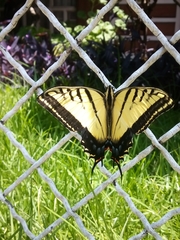 Papilio multicaudata