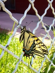 Papilio multicaudata