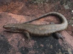 Matobosaurus validus