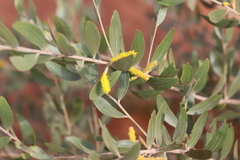 Acacia cowleana