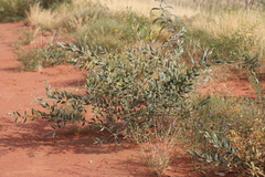 Acacia cowleana