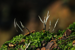 Xylaria hypoxylon