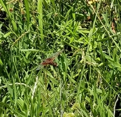 Celithemis elisa